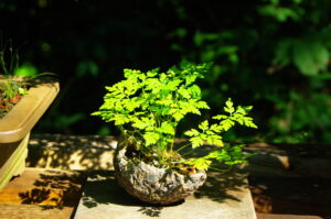 Herb robert