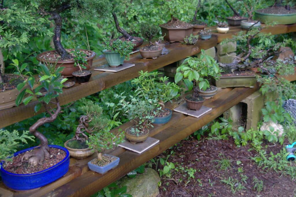 Bonsai Trees for Beginners
