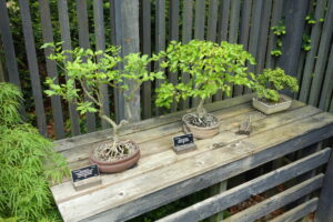 Euonymus_alata,_Carpinus_turczaninowii