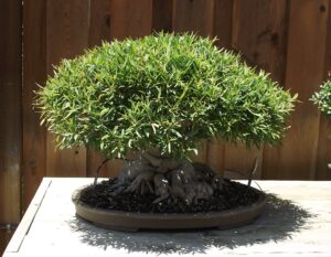 Ficus_neriifolia_Bonsai