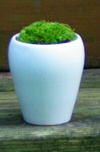 Moss